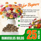 25 Mix Large Ranunculus Bulbs for Planting, Ranunculus Corms, Buttercup Flower Bulbs Spring Fall Growing