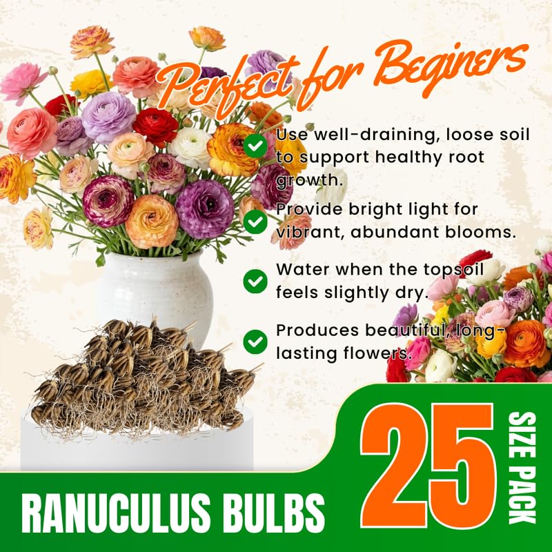 25 Mix Large Ranunculus Bulbs for Planting, Ranunculus Corms, Buttercup Flower Bulbs Spring Fall Growing
