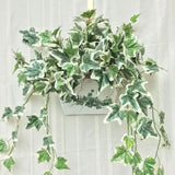 English Ivy Plant Live 4'' Pot, Fast-Growing Trailing Houseplant, Hardy English Ivy Groundcover, Indoor Outdoor Growing (Variegated Ivy)