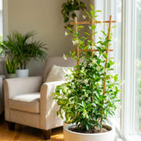 Star Jasmine Plant Live, 3-5 Inc Tall, Star Jasmine Live Plant, Fragrant Bloom, Fast Growing Climbing Vine for Trellis, Outdoor Garden