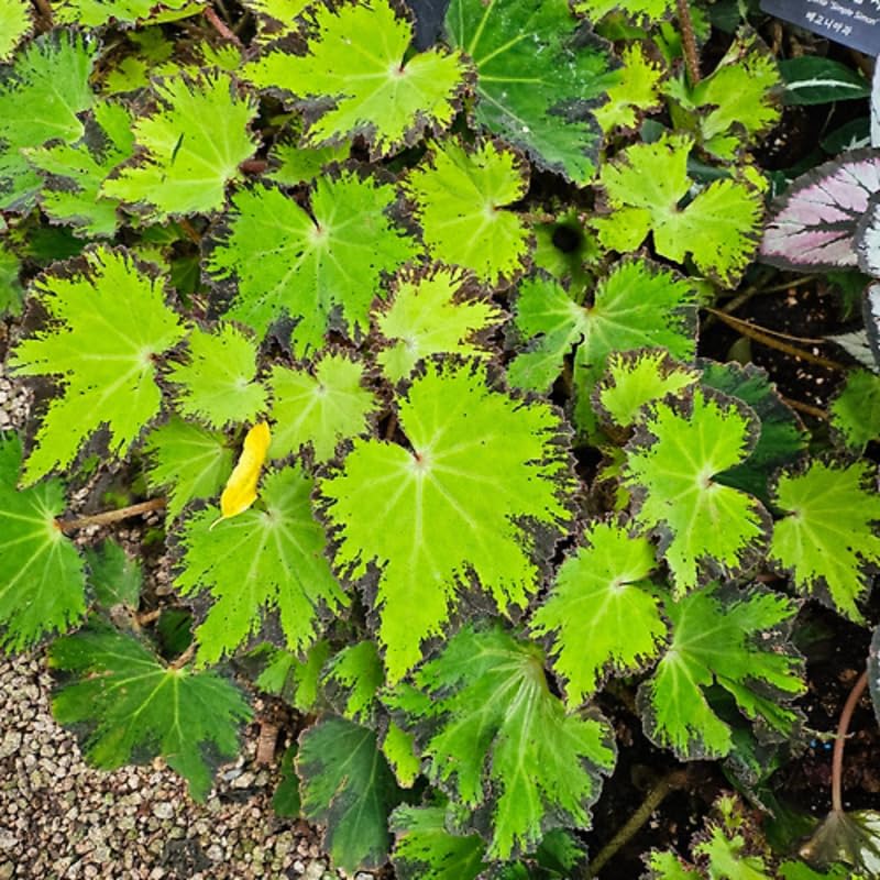 Combo 3 Green Begonia Angel Wing Plants Live, Begonia Maculata Live Plant, Begonias Live Plants Outdoor, 4 to 8 Inc Tall