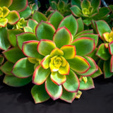 Green Aeonium Succulent Plant Live in 2" Pot, Rosette Succulent, Easy Indoor Outdoor Plant