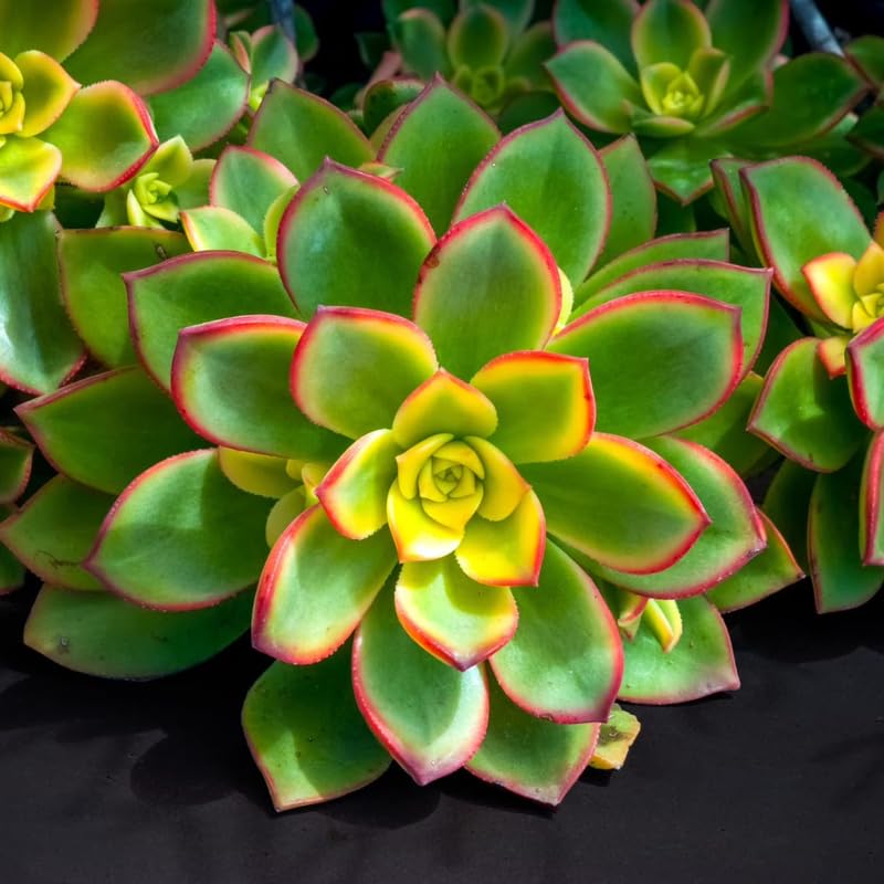 Green Aeonium Succulent Plant Live in 2" Pot, Rosette Succulent, Easy Indoor Outdoor Plant
