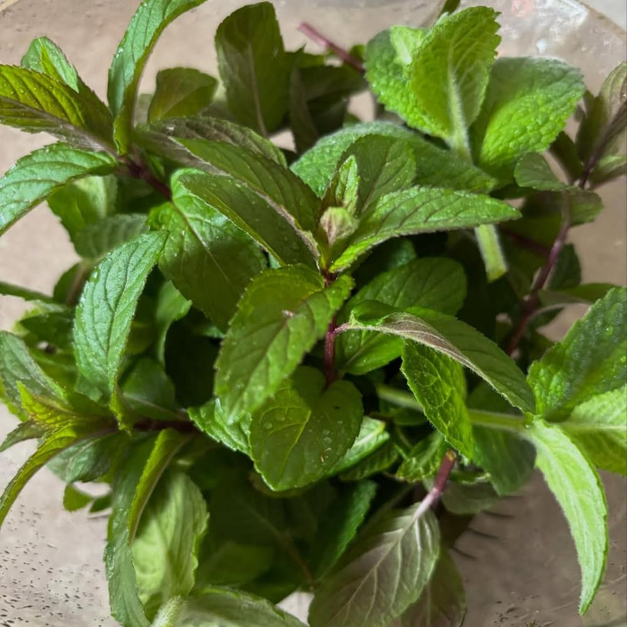 Chocolate Mint Plant, Sweet, Fragrant Mint Plant Live in 3.5'' Pot, Containers and Herb Gardens Growing