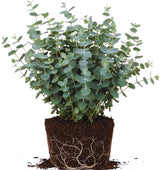 Baby Blue Eucalyptus Live Plant, Eucalyptus Plant Live Indoor, 4 to 6'' Long, Fragrant Eucalyptus Tree
