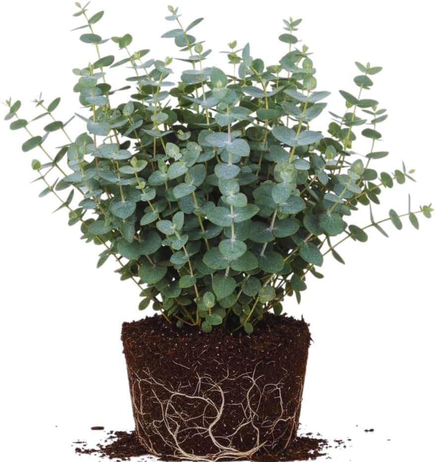Baby Blue Eucalyptus Live Plant, Eucalyptus Plant Live Indoor, 4 to 6'' Long, Fragrant Eucalyptus Tree