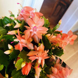 2 Live Salmon Christmas Cactus Plants, Salmon Christmas Cactus Plants Live, 4 to 6 Inch, Bare Root, Perennial Flower Holiday Succulent Plant, No Pot