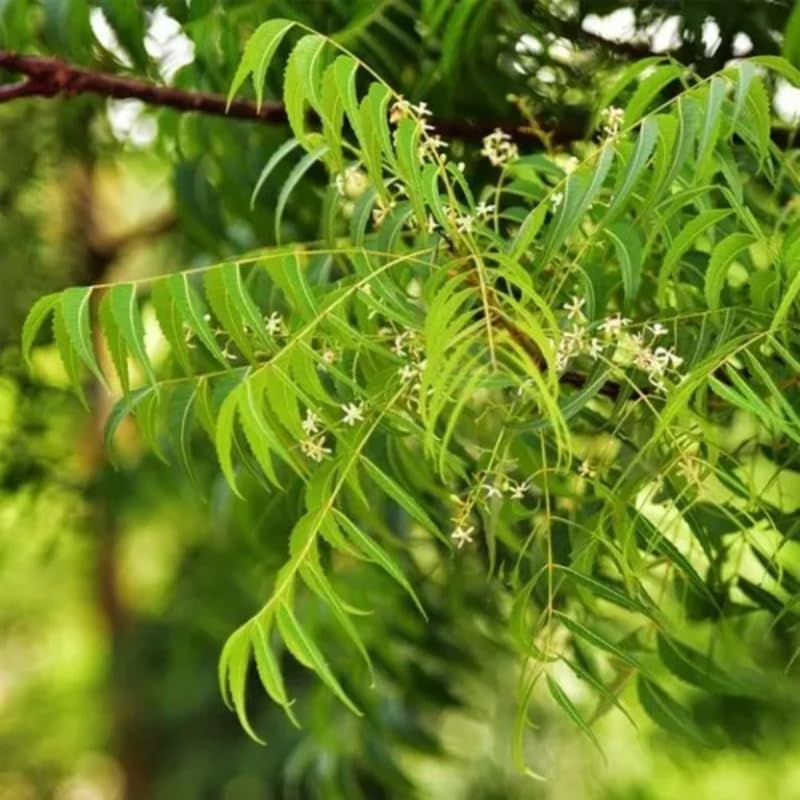 Neem Tree in Half Gallon Pot, Fast-Growing Sweet Neem Plant for Garden or Patio, 8-12 Inch Tall