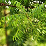 Neem Tree Live Plant in Half Gallon Pot, 8-12" Tall for Outdoor Growing