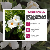 2 White Mandevilla Live Plants, Mandevilla Flowering Vines Trellis, 4-9 Inch Tall Plants for Hanging Baskets, Container and Garden Growing