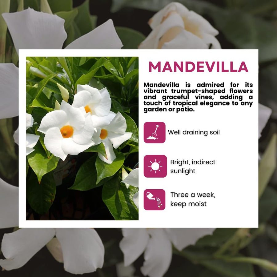 2 White Mandevilla Live Plants, Mandevilla Flowering Vines Trellis, 4-9 Inch Tall Plants for Hanging Baskets, Container and Garden Growing