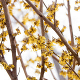 Witchhazel Live Plant, Yellow Flowering Bushes, 12-16 Inches Tall, Witch Hazel Plant for Outdoor Garden, Dormant in Winter