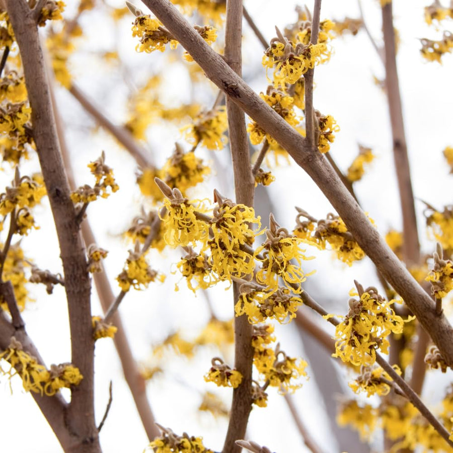 Witchhazel Live Plant, Yellow Flowering Bushes, 12-16 Inches Tall, Witch Hazel Plant for Outdoor Garden, Dormant in Winter