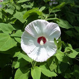 White Hibiscus Plant Live, Hardy Hibiscus Flowers for Outdoor Landscapes, 5-9 Inch Height, Ornamental Hibiscus Bush Shrub, Well-Rooted, No Pot