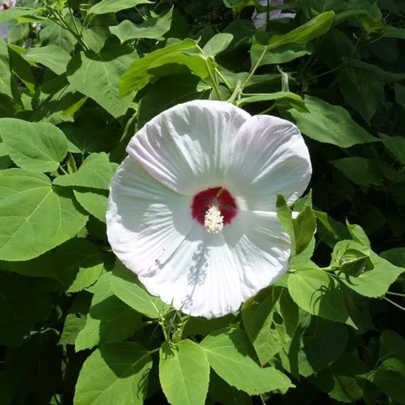White Hibiscus Plant Live, Hardy Hibiscus Flowers for Outdoor Landscapes, 5-9 Inch Height, Ornamental Hibiscus Bush Shrub, Well-Rooted, No Pot