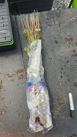 1 Year Old Pawpaw Tree Live Plant Established Root, 7 to 12" Paw Paw Banana Tree Plant Live Pawpaw