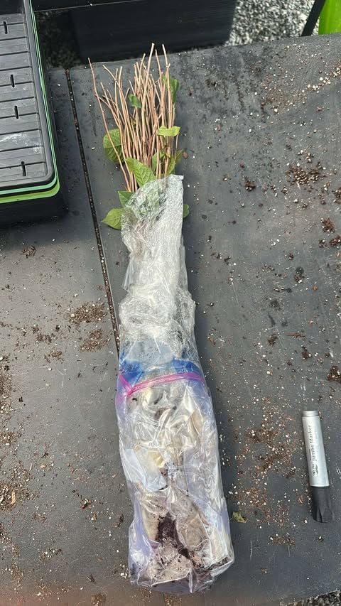1 Year Old Pawpaw Tree Live Plant Established Root, 7 to 12" Paw Paw Banana Tree Plant Live Pawpaw