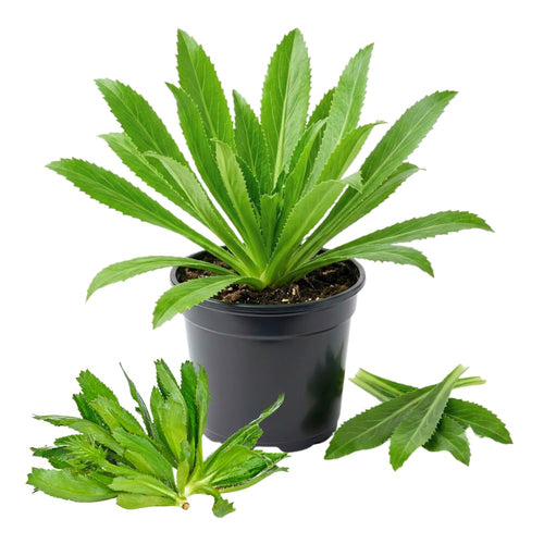Culantro Herb Plant Live, Tropical Culantro Herb, 4 Inches Tall in 4 Inch Pot, Edible Plant for Home Garden