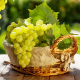 Green Grape Vine Plant Live for Planting, Grape Plant Live Grape Tree, 1 Feet, in Pot, Grape Fruit Tree for Planting