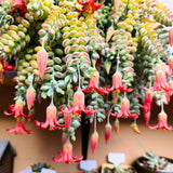 Cotyledon Pendens Plant Live in 4” Pot, Trailing Succulent Houseplant, Rare Indoor House Plants, Home Office Decoration