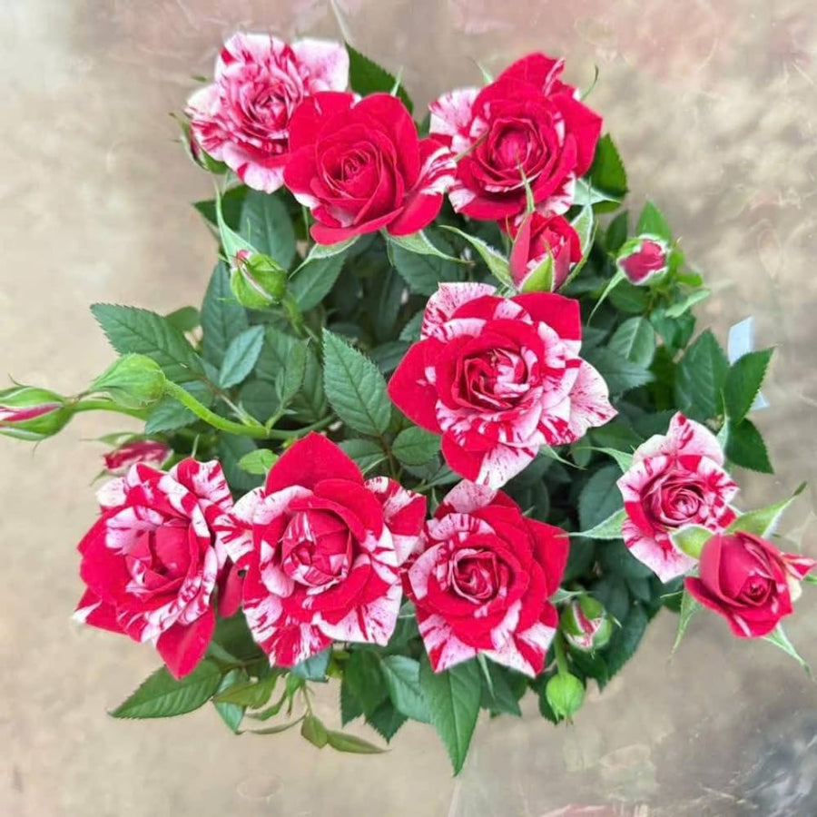Miniature Rose Plant, Live 3” Potted Rose, Compact, Colorful Flowering Rose Bush for Indoor Outdoor Gardens (Red Pink)