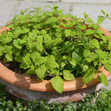 Set 3 Lemon Balm Plants Live, 5-9 Inch Tall, Fragrant Herb Plant for Indoor Outdoor Growing, Well-Rooted