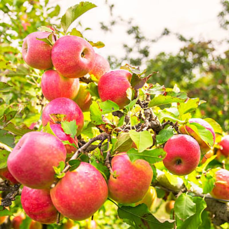 Cold Hardy Apple Tree Live Plant, Apple Fruit Plant Bare Root for Backyard Orchard, 2 to 3 Feet Tall, Easy to Plant