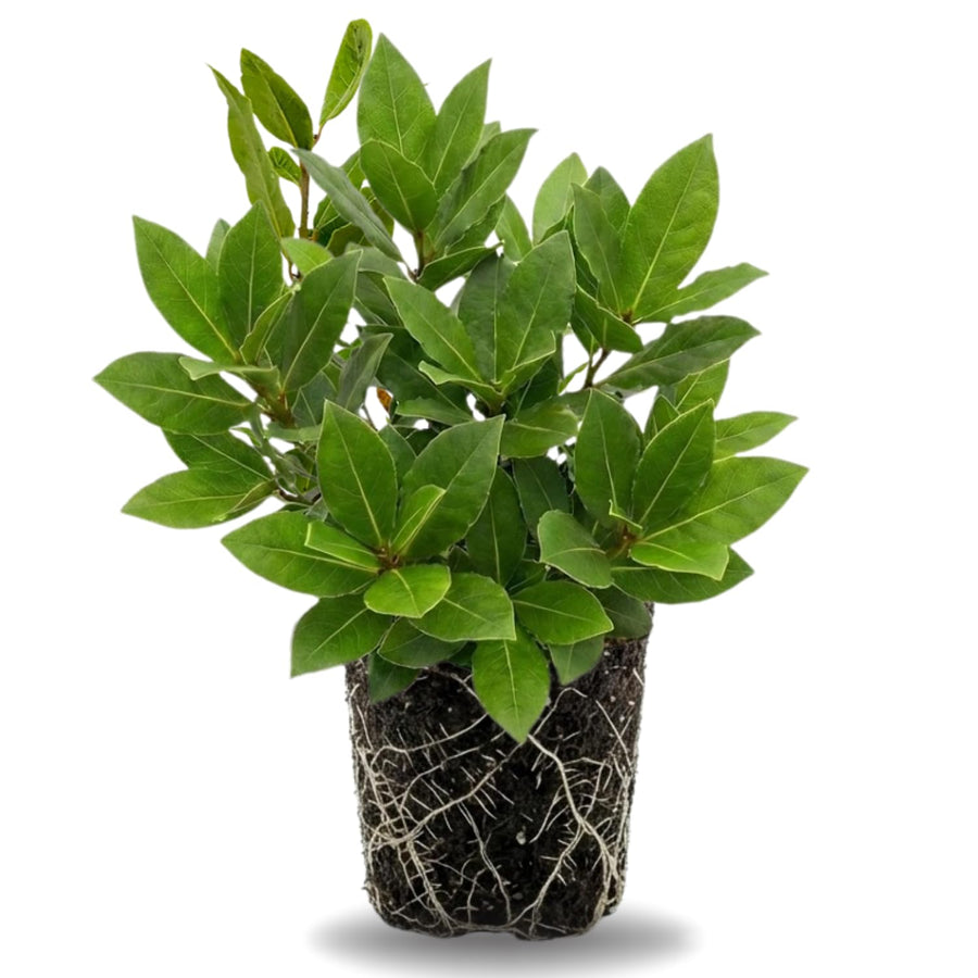 Bay Leaf Tree Live Plant, Well-Rooted 8-10" in Tall, Fast-Growing, Sweet Laurus Nobilis Bay Laurel Plant for Outdoor Indoor Herb