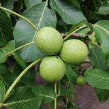 Walnut Tree in Quart Pot for Planting 6-12 Inches, Nut Tree Plants for Outdoor Garden, Ready to Grow, High Yield
