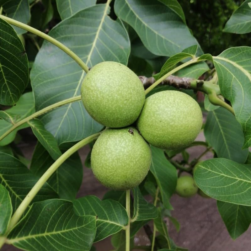 Walnut Tree in Quart Pot for Planting 6-12 Inches, Nut Tree Plants for Outdoor Garden, Ready to Grow, High Yield