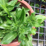 500 Culantro Seeds for Planting Indoor Outdoor, Culantro Herb Seeds for Outdoor Herb Gardens