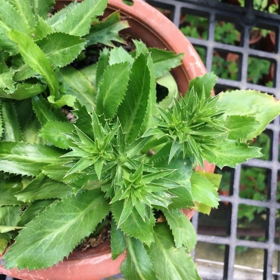 500 Culantro Seeds for Planting Indoor Outdoor, Culantro Herb Seeds for Outdoor Herb Gardens