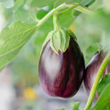 Pack of 100 Round Purple Eggplant Seeds for Planting, Vegetable Seeds for Garden Growing