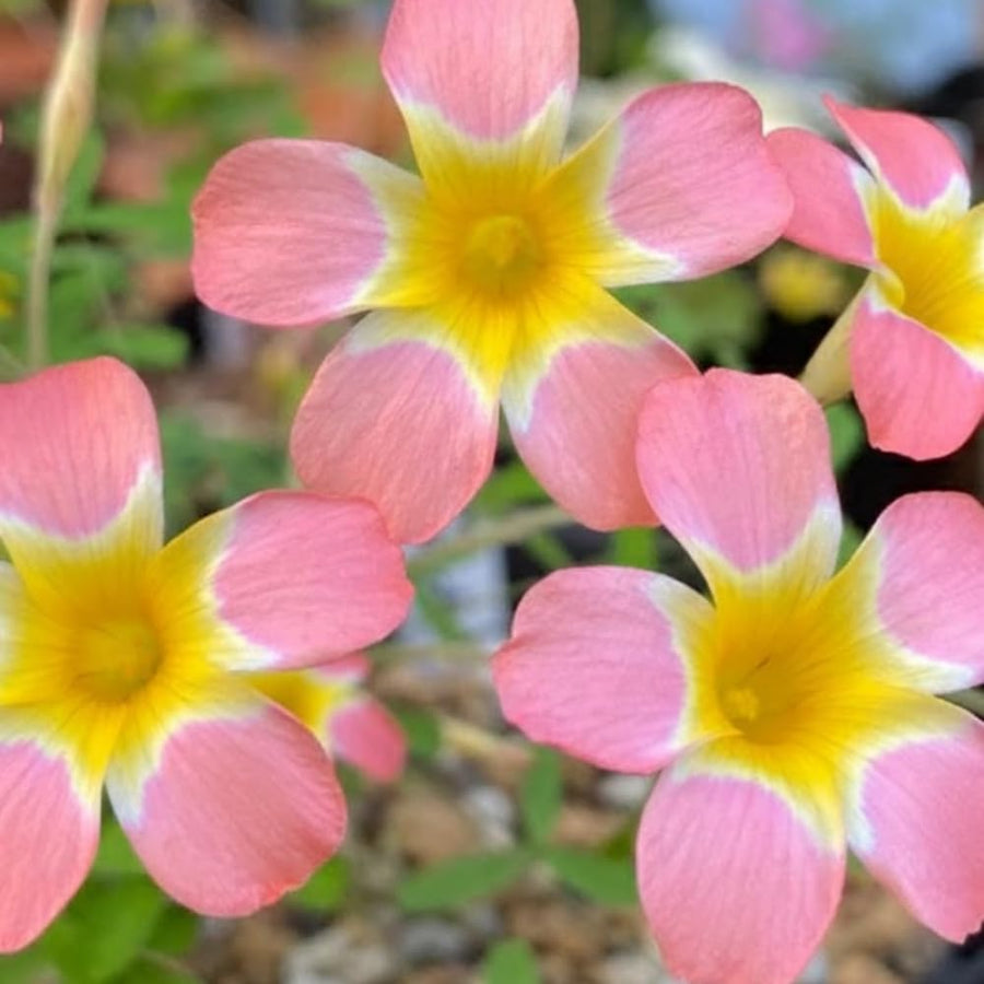 Oxalis Plant in 4'' Pot, 4-8'' Tall, Shamrock Flowers Plants, Perennial Flower Plants for Indoor and Outdoor Garden (Light Pink Oxalis)
