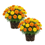 Set 2 African Marigolds Live Plants, Mix Marigold Plants Live, 5-7 Inc Tall, Colorful Blooms, Marigolds Plant for Patio and Outdoor Garden