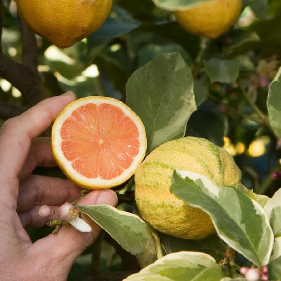 Lemon Tree Live Plant, 3-4 Feet Tall, Well Rooted Grafted Citrus Tree, Live Fruit Trees, Easy Care, Low Maintenance (Pink Variegated Lemon Tree)