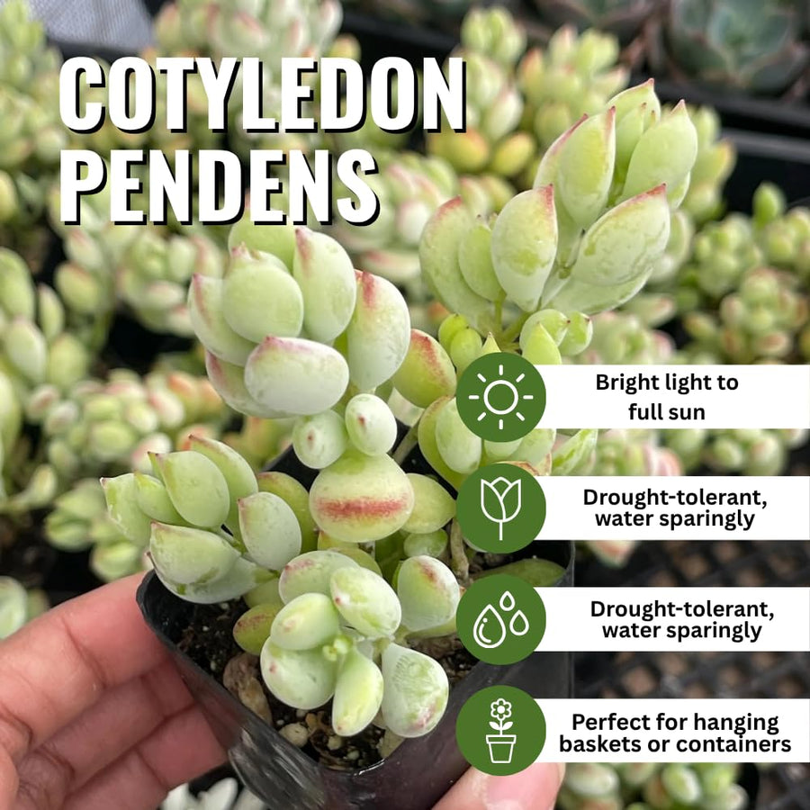 Cotyledon Pendens Succulent Live Plant Potted, Trailing Succulent Rare House Plant for Home Office Decoration, Indoor Outdoor Growing, 2" Pot, Starter Plants