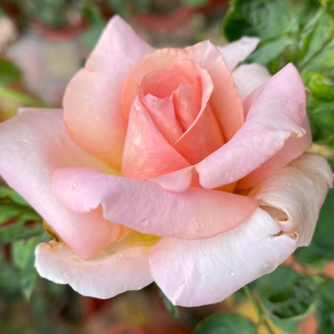 New Dawn Climbing Rose Live Plant, Fragrant Rose Bush Ready to Plants, Zone 5 to 9, Size 5 to 7 Inches and Bare Root