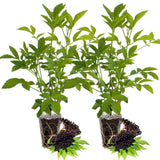 2 Black Elderberry Plants Live - Hardy American Elderberry Bush for Outdoor Gardening 6-12 Inc Tall