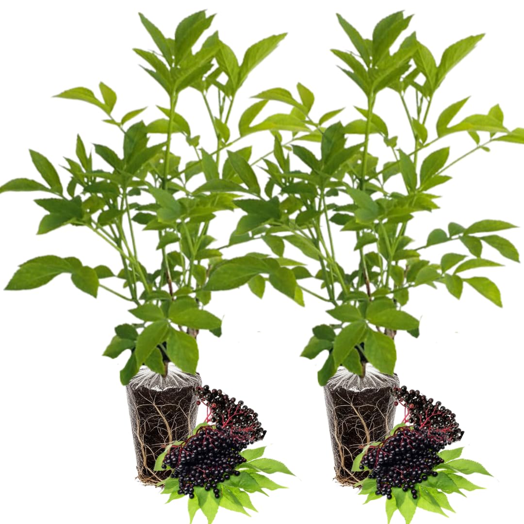 2 Black Elderberry Plants Live - Hardy American Elderberry Bush for Outdoor Gardening 6-12 Inc Tall