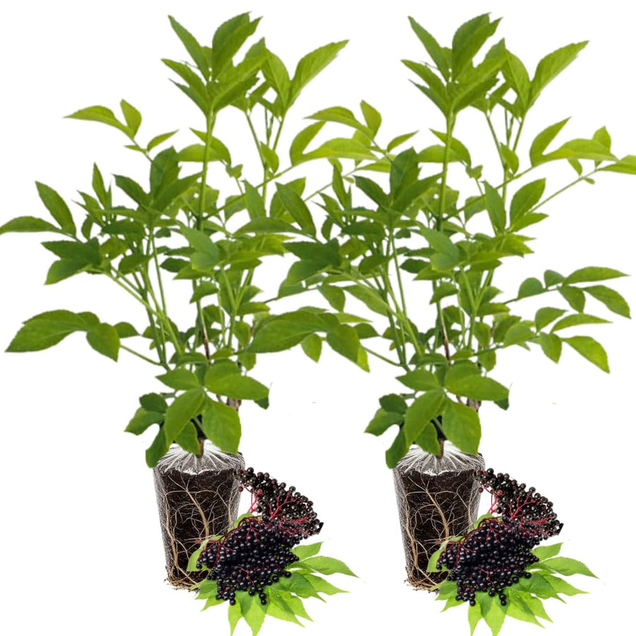 2 Black Elderberry Plants Live - Hardy American Elderberry Bush for Outdoor Gardening 6-12 Inc Tall