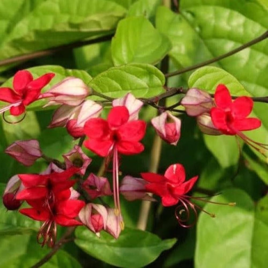 2 Clerodendrum Plants Live 5-9 Inc Tall - Great for Beautifying Indoor and Outdoor Spaces - Trailing Light Bulb Flowering Vine (Red Purple Bleeding Heart)