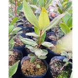 Starter Bay Leaf Tree Live Plant, Sweet Bay Live Plant, Laurus Nobilis Plant, 4 to 8 Inc Tall, No Pot