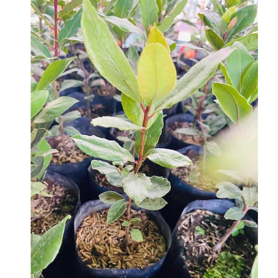 Starter Bay Leaf Tree Live Plant, Sweet Bay Live Plant, Laurus Nobilis Plant, 4 to 8 Inc Tall, No Pot