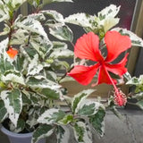 Snow Hibiscus Plant Live, Hardy Hibiscus Flowers Colorful Blooms for Outdoor Landscapes, 8-10 Inch Height, Hibiscus Shrubs, No Pot, Well-Rooted