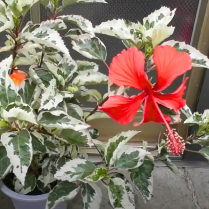 Snow Hibiscus Plant Live, Hardy Hibiscus Flowers Colorful Blooms for Outdoor Landscapes, 8-10 Inch Height, Hibiscus Shrubs, No Pot, Well-Rooted
