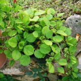 6 Green Swedish Ivy Plants, Plectranthus Plants Live, 4 Inches Potted, Live Swedish Ivy Plant Pot, Swedish Ivy Live Plant for Growing Indoor Outdoor