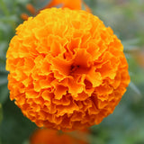 Orange Marigold Plants Live, 3 Starter Plant, Live Marigold Flower Plants Indoor or Outdoors Growing Planting Gardening