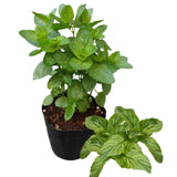 Fresh Mojito Mint Live Plant in 3.5 Inch Pot, Mint Herb Live Plant for Indoor Outdoor Growing, Spring Planting