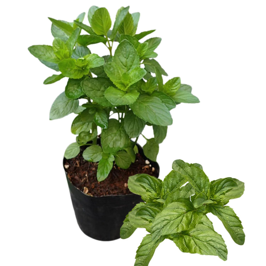 Fresh Mojito Mint Live Plant in 3.5 Inch Pot, Mint Herb Live Plant for Indoor Outdoor Growing, Spring Planting